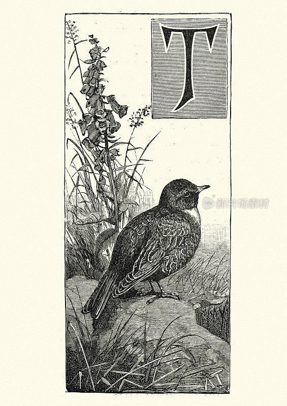 Ring ouzel (Turdus torquatus)，复古雕刻